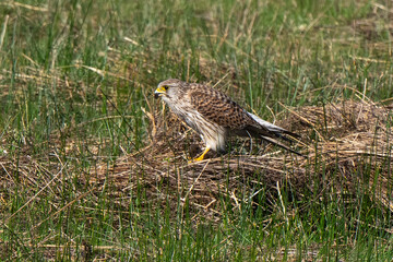 Faucon crécerelle