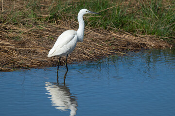 Aigrette garzette
