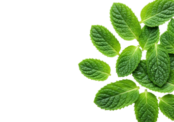 Fresh emerald green mint leaves with detailed venation, serrated edges, and water droplets, arranged on white background with copy space, concept of natural freshness