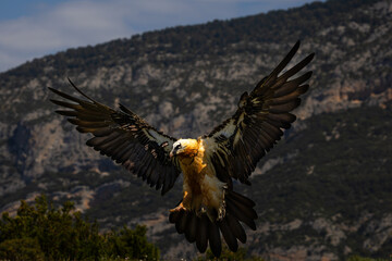 Aves salvajes
