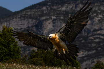 Aves salvajes