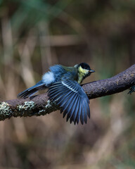 Aves salvajes