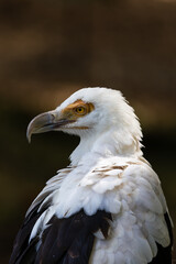 Aves salvajes