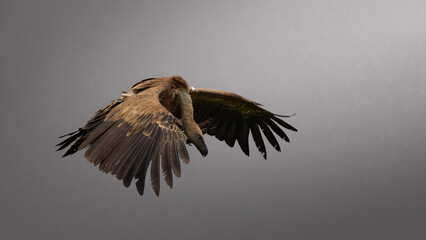 Aves salvajes