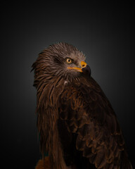Aves salvajes
