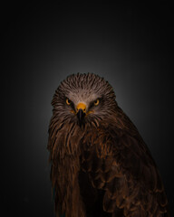Aves salvajes