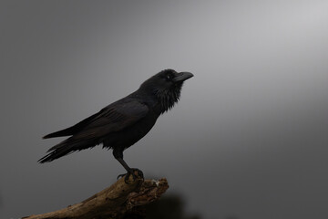 Aves salvajes