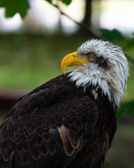 Aves salvajes