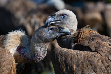 Aves salvajes