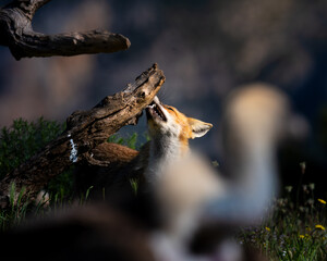 Fototapeta premium zorro