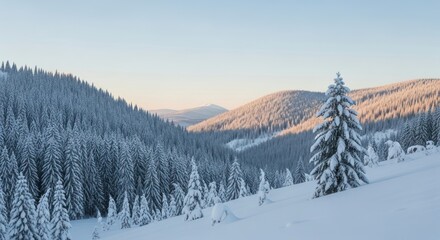 Snow covered evergreen forest blankets rolling mountain slopes under pale morning light