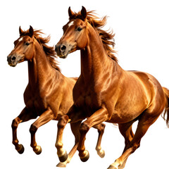 Naklejka premium Two chestnut horses running together isolated on transparent background