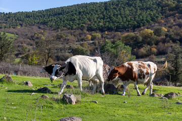 Cows grazing in a meadow, open space, free-range animals, on a farm