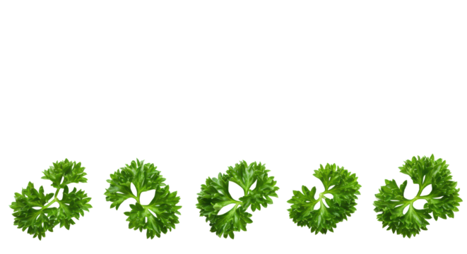 Fresh, vibrant green curly parsley sprigs with crinkled leaves and slender stems, arranged horizontally on a transparent background with copy space, concept of natural purity