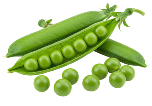 Extreme close-up, vibrant green pea pods, one open revealing tender peas, and scattered individual shelled peas on a transparent background with copy space, concept of fresh harvest and natural