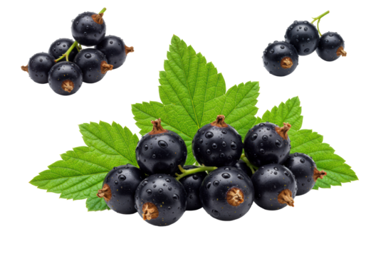 Fresh blackcurrant berries with glistening water droplets and vibrant green leaves on a white background, copy space, studio lighting, Concept of healthy food and fresh berries