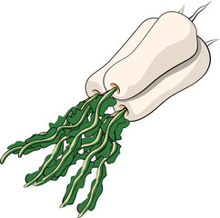 김치 재료 일러스트레이션