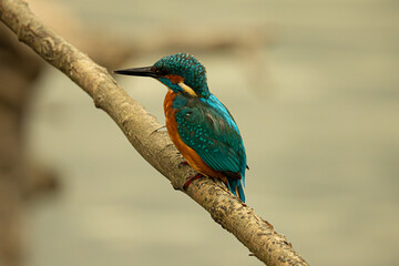 lilac breasted roller