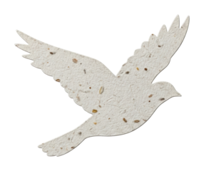 Soaring white bird in flight nature scene artistic viewpoint isolated on transparent background