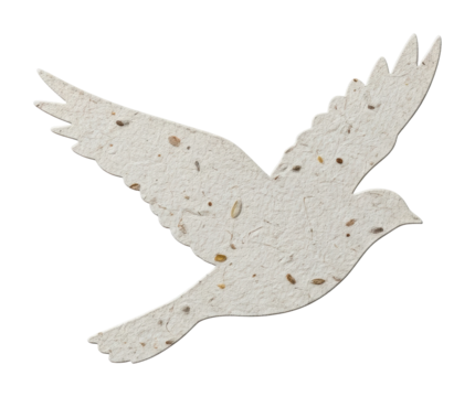 Soaring white bird in flight nature scene artistic viewpoint isolated on transparent background