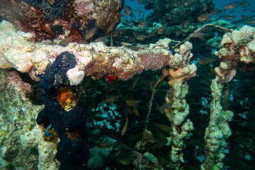 An artificial coral reef teaming with life. Picture from a scuba dive in the Red Sea, Hurghada, Egypt. Blue ocean background