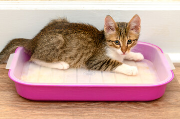 A small kitten is sitting in a litter box in an apartment. He is learning to use the toilet.