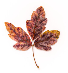 Sharp-Focus of a Colorful Decaying Leaf Isolated on a White Background