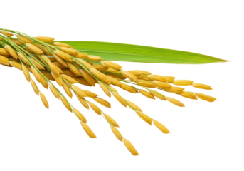 Extreme macro of golden ripe paddy rice grains with textured husks and a vibrant green leaf, isolated on a transparent background with copy space, concept of natural agriculture