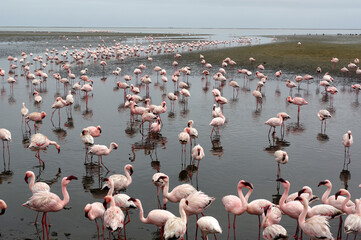Fototapeta premium Flamants rose a Swakopmund, Namibie