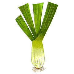 Illustration clipart Fresh green leek with roots in watercolor style 