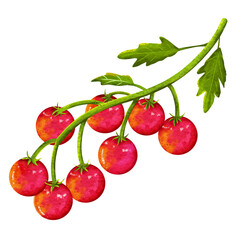 Illustration of cute red cherry tomatoes with green stems in watercolor style