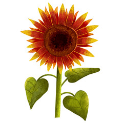 Illustration of a sunflower with red petals and yellow gradations, blooming with green leaves 