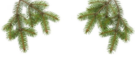 Fresh green spruce branches from a christmas tree, isolated on transparent background
