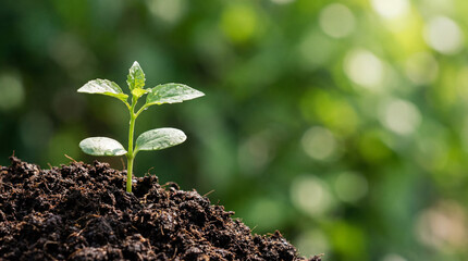 Young Green Plant Sprout Growing in Dark Soil with Blurred Nature Background
