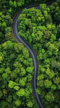 Road rainforest ecosystem nd healthy environment conept , Road in the middle o the forest Concept of usig electric cars to protectthe environment and transprtation