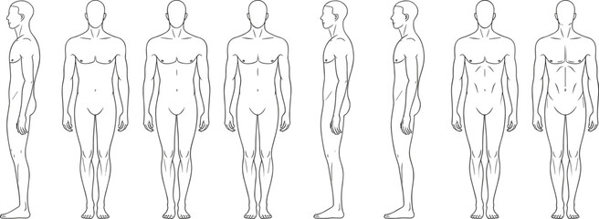 Vector line art set of human male body anatomy standing poses showing front and side views for character design reference and medical study diagrams.