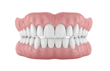 Realistic 3d rendering of a full set of human upper and lower dentures showing perfect white teeth and pink gums, isolated on transparent background