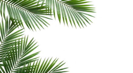 Vibrant green palm leaves frame isolated on transparent background, tropical nature element