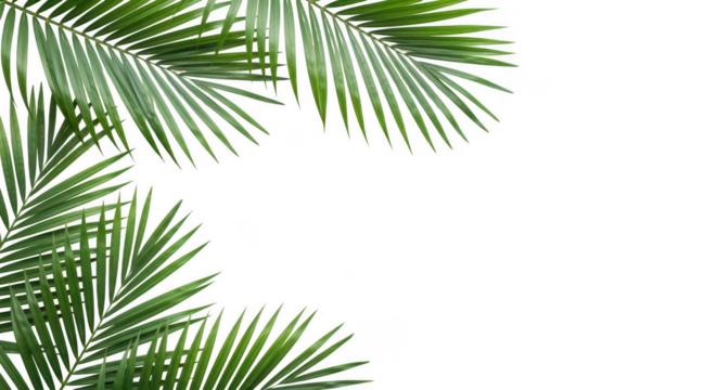 Vibrant green palm leaves frame isolated on transparent background, tropical nature element - Powered by Adobe
