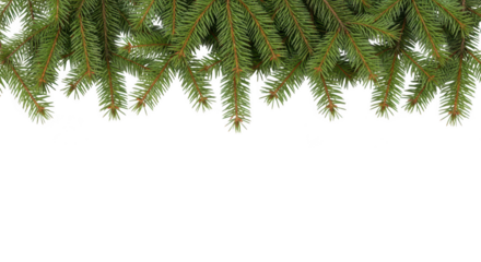 Fresh green fir tree branches forming a festive border isolated on transparent background