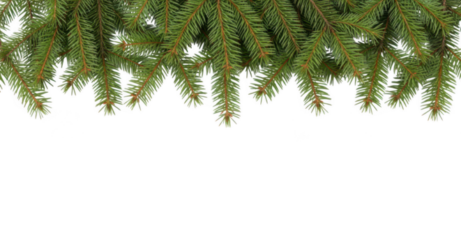 Fresh green fir tree branches forming a festive border isolated on transparent background - Powered by Adobe