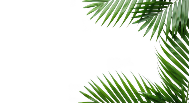 Green tropical palm leaves creating a decorative frame isolated on transparent background