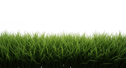 Vibrant green grass strip with fresh blades, isolated on transparent background
