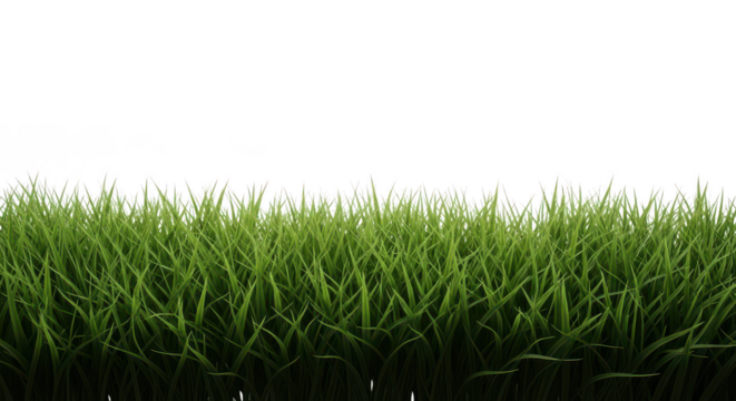 Vibrant green grass strip with fresh blades, isolated on transparent background