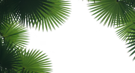 Green palm leaves framing a transparent background, isolated on transparent background