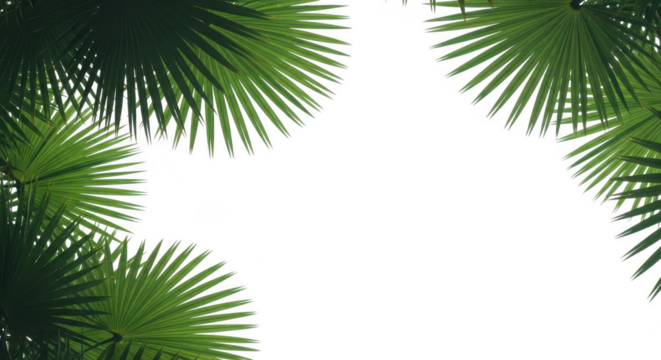 Green palm leaves framing a transparent background, isolated on transparent background