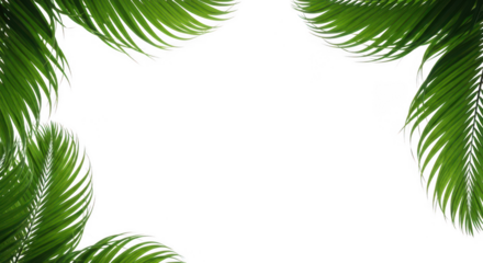 Fresh green palm leaves framing a clean transparent background, isolated on transparent background
