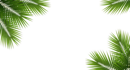 Obraz premium Tropical green palm fronds framing a transparent background, isolated on transparent background