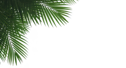 Lush green palm fronds providing a natural border, isolated on transparent background