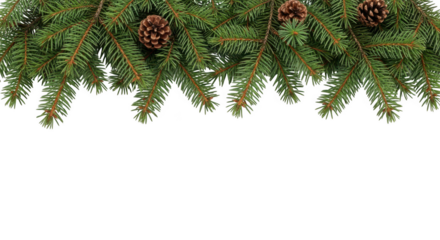 Pine tree branches with natural pinecones creating a festive border, isolated on transparent background